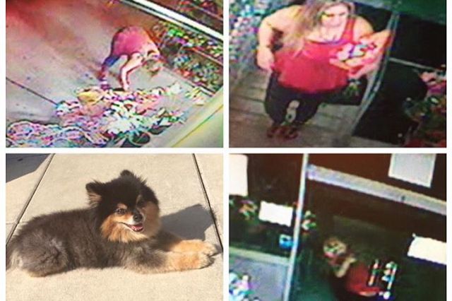 Surveillance stills that purportedly show the woman who stole a Pomeranian named Suki, bottom left.